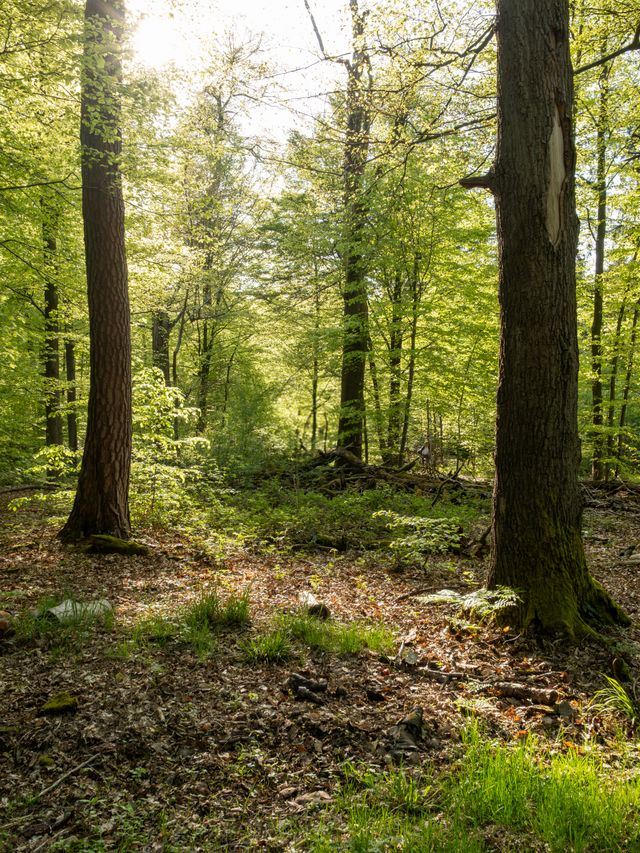 Örökerdő – mit jelent, hogyan kell kezelni, és milyen támogatás kapcsolódik hozzá?
