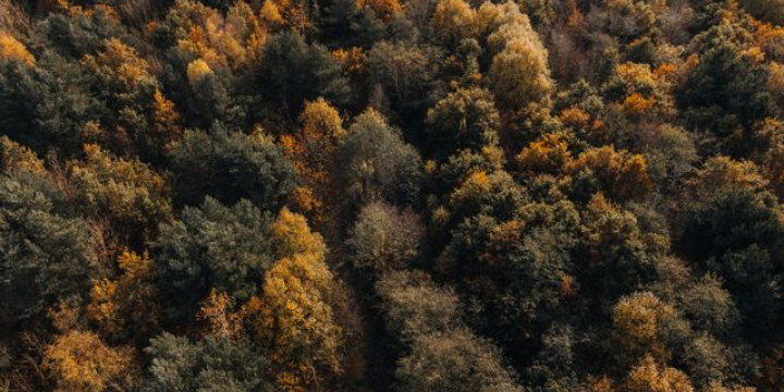 Átalakuló erdeink: állományromlás és új erdészeti kihívások a Bakonyban